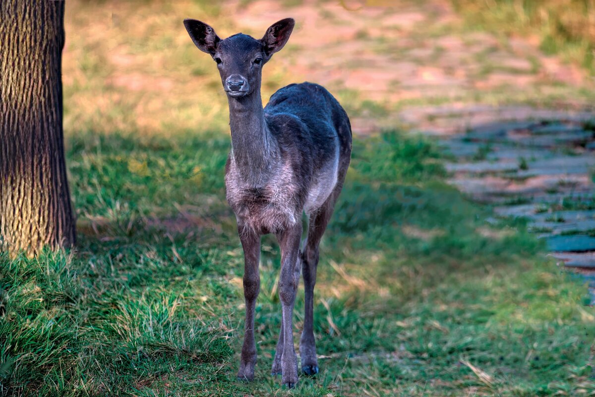 Чернокожая, молодая лань - Николай Соколухин Чернокожая, молодая лань - Николай Соколухин
