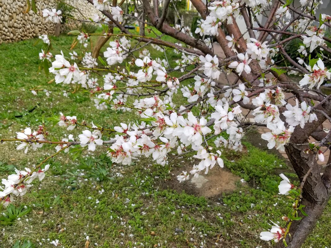 Фото прежней весны - Светлана Хращевская Фото прежней весны - Светлана Хращевская