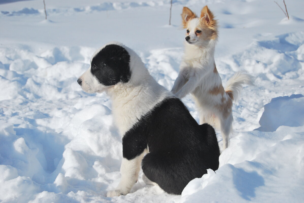 ...Атас!Чужие на подходе! - Рудаков Сергей ...Атас!Чужие на подходе! - Рудаков Сергей