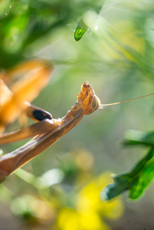 Богомол - Александр Леонов Богомол - Александр Леонов