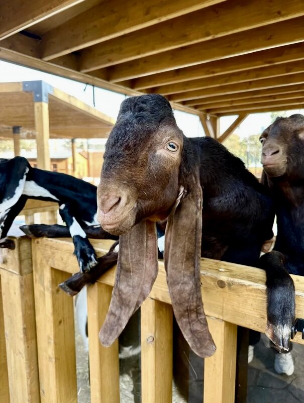 Ушки - Наталья Маркелова