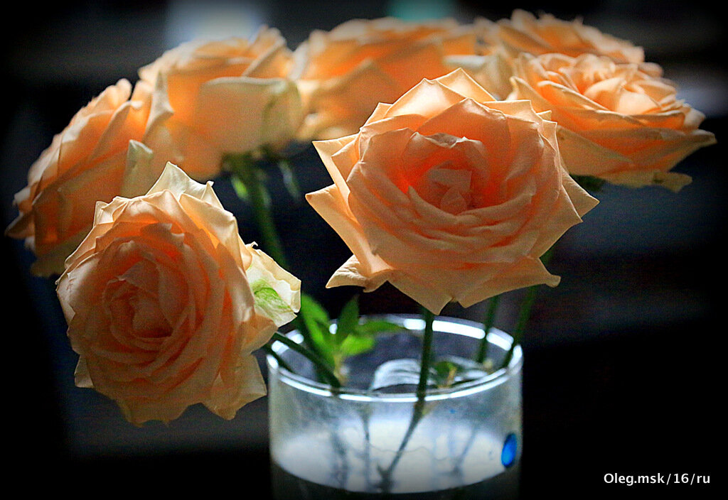 они на радость нам даны - Олег Лукьянов они на радость нам даны - Олег Лукьянов