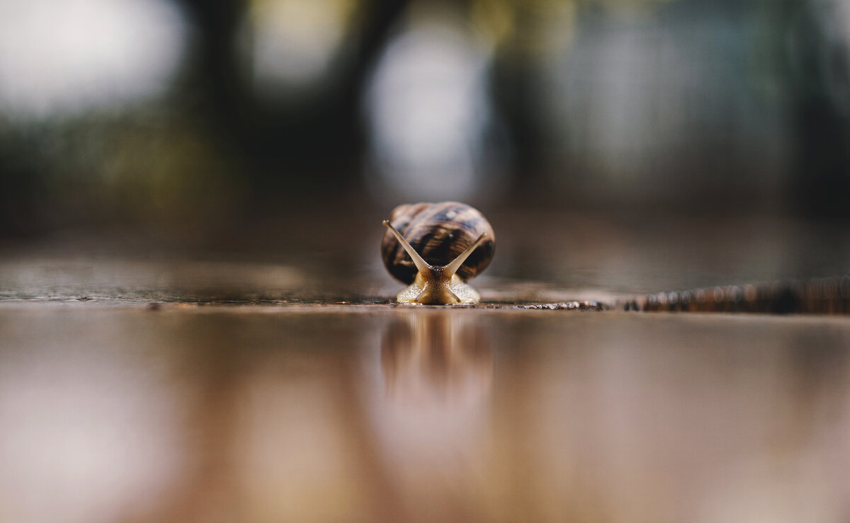 Осенние хроники. - Анатолий Щербак