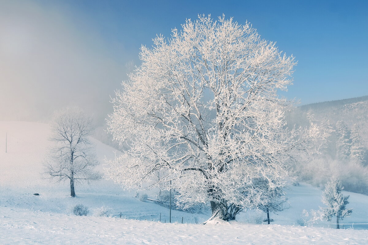 winter bloom - Elena Wymann