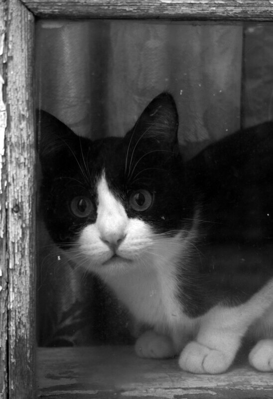 Мурлыка - Roman stories - Мурлыка - Roman stories -