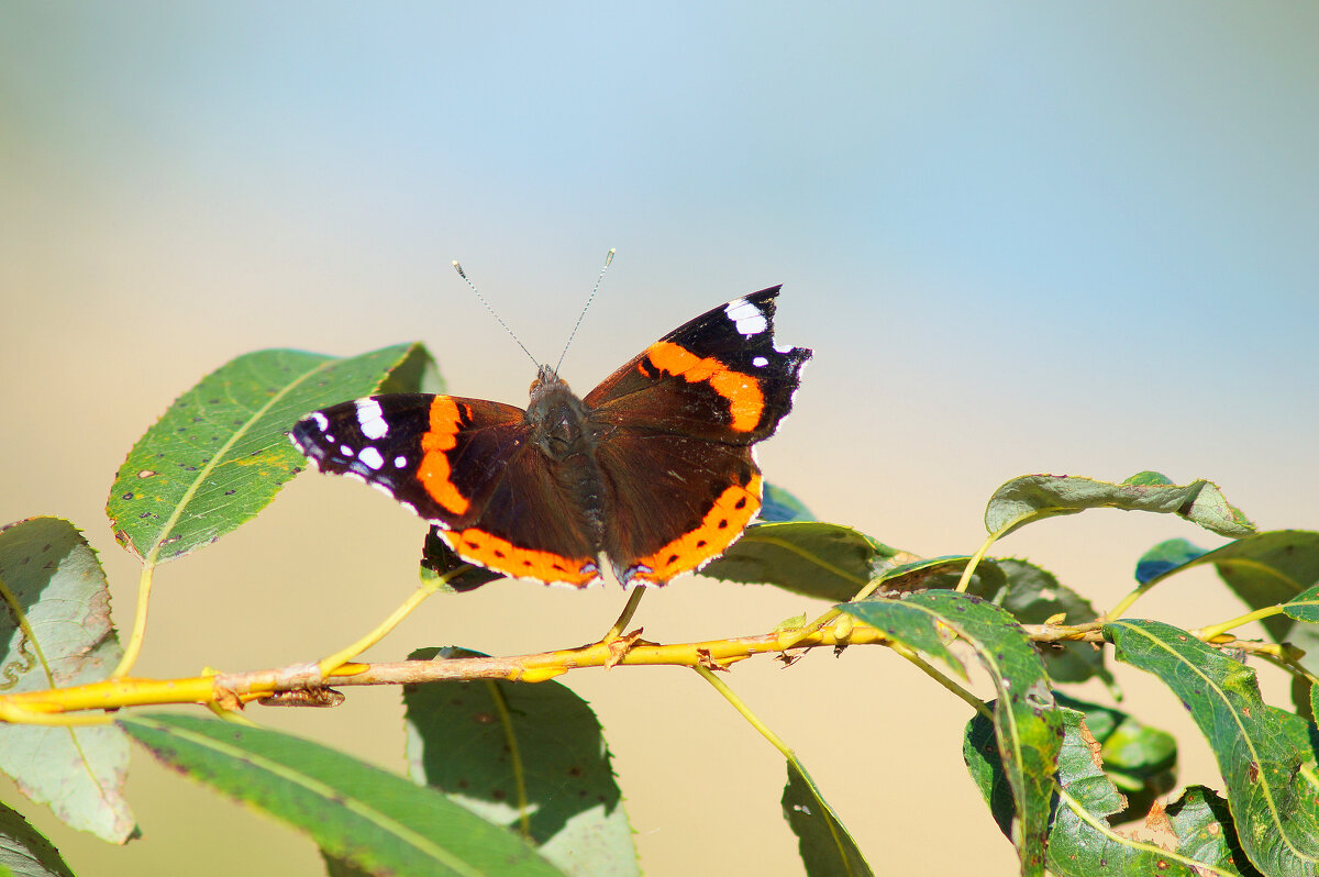опять про бабочек 414 - Александр Прокудин