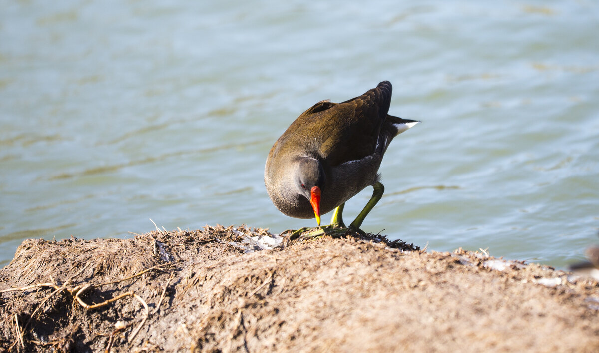 Лысуха - Светлана Тихонина