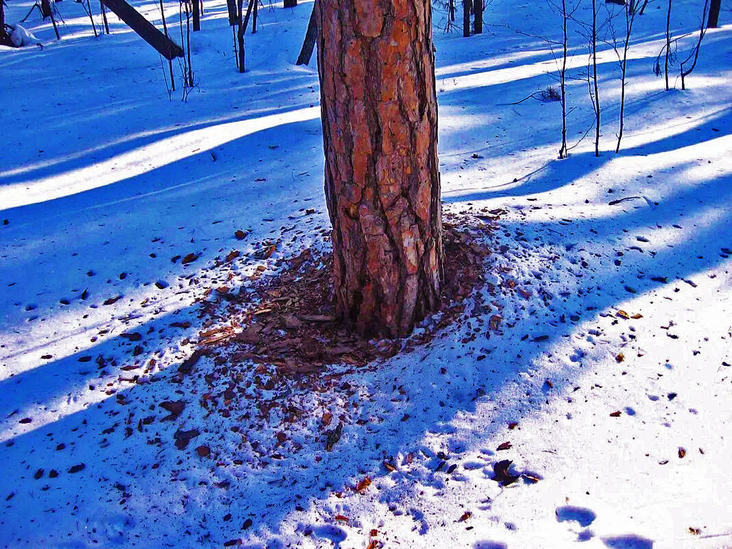 Остров Пим! Дятел-желна поработал! - Владимир 