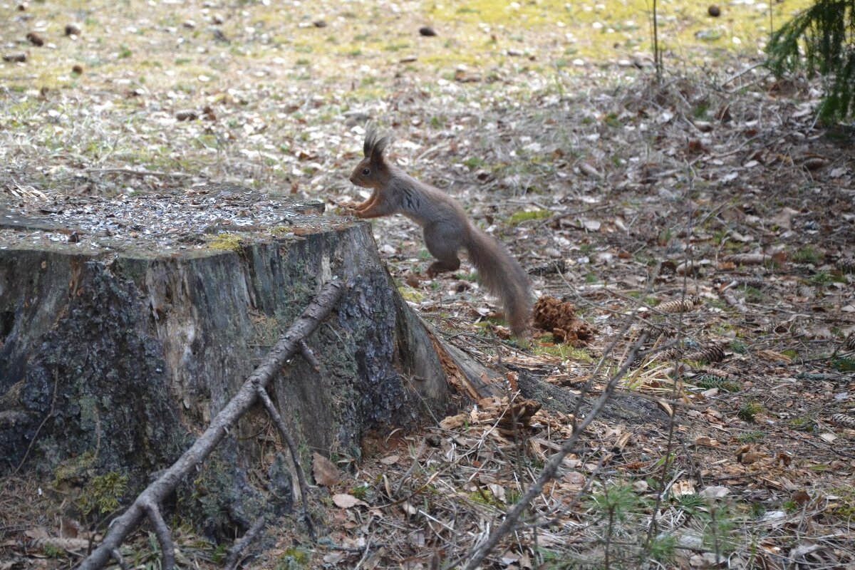 Опорный прыжок - Надежда 