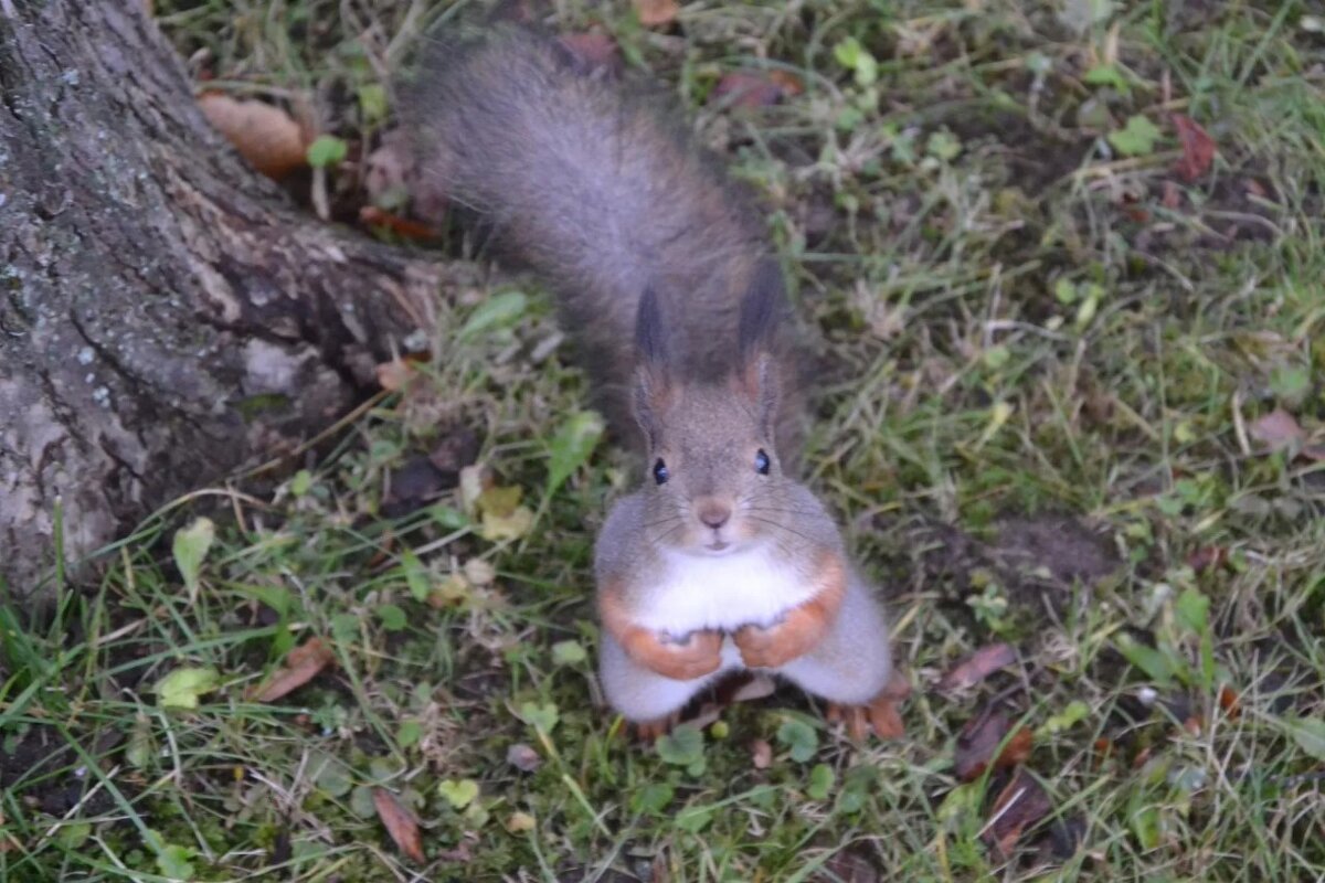 "Как это орешки закончились?!!" - Надежда 