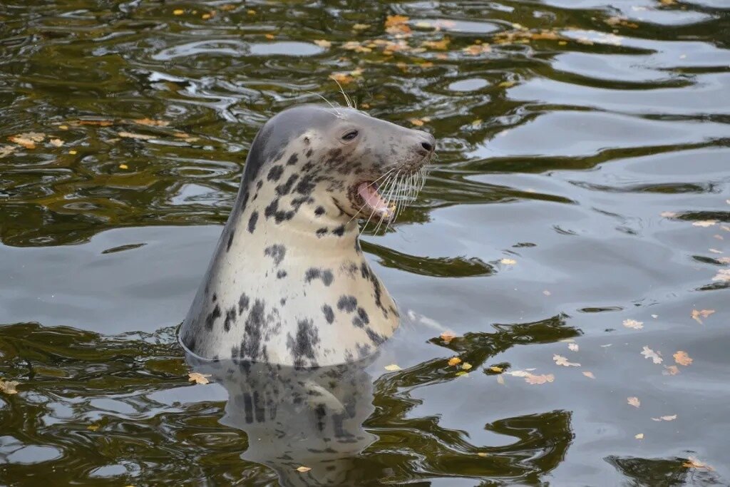 Не знала, что тюлени могут смеяться. - Надежда Не знала, что тюлени могут смеяться. - Надежда