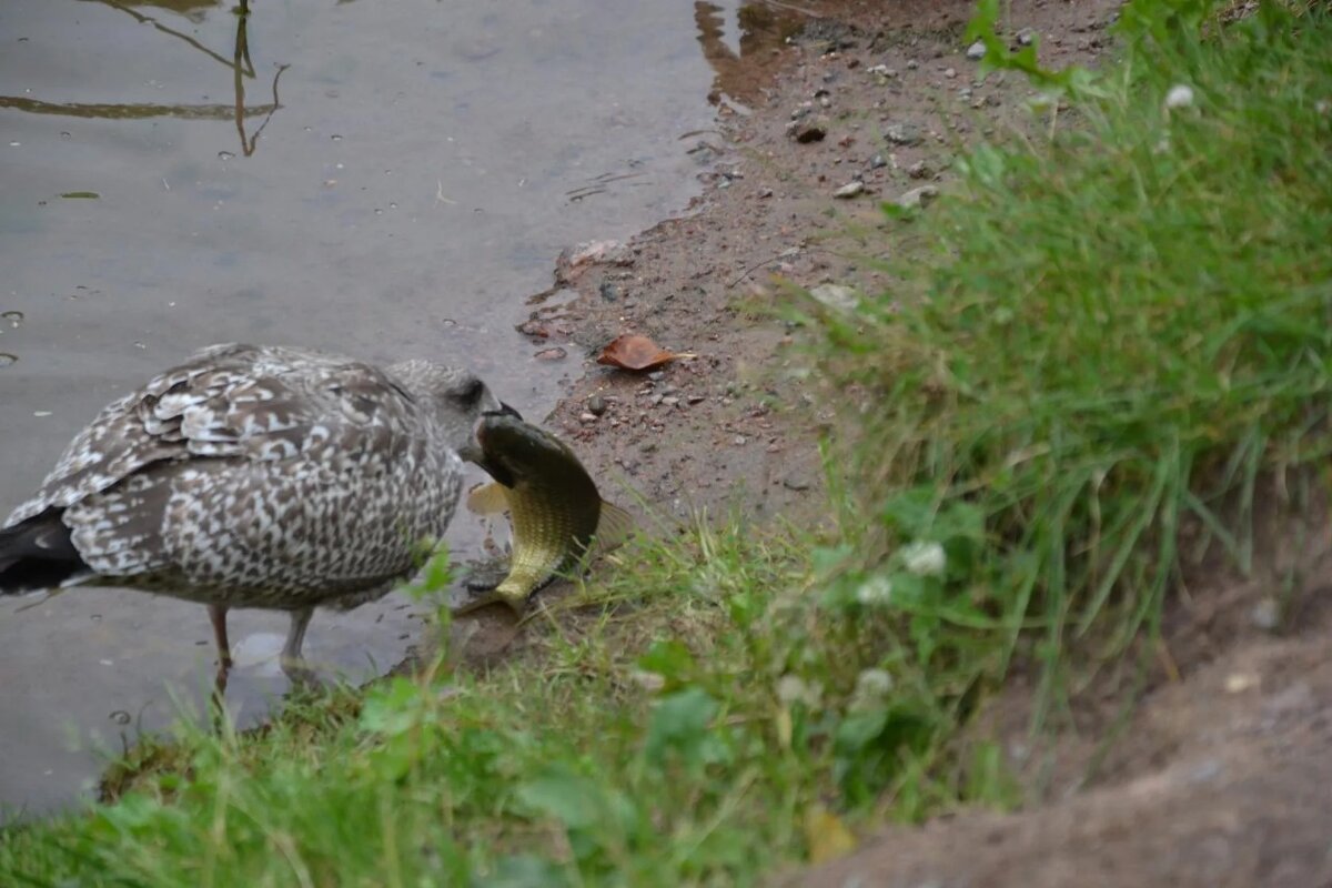 Неужели  справится? - Надежда 