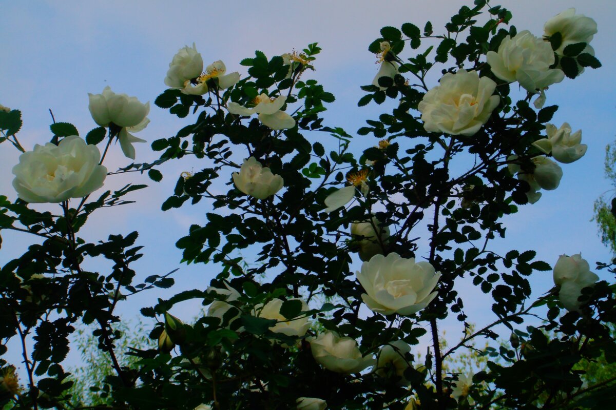 ***выше к небу*** - Olga Oskolkova