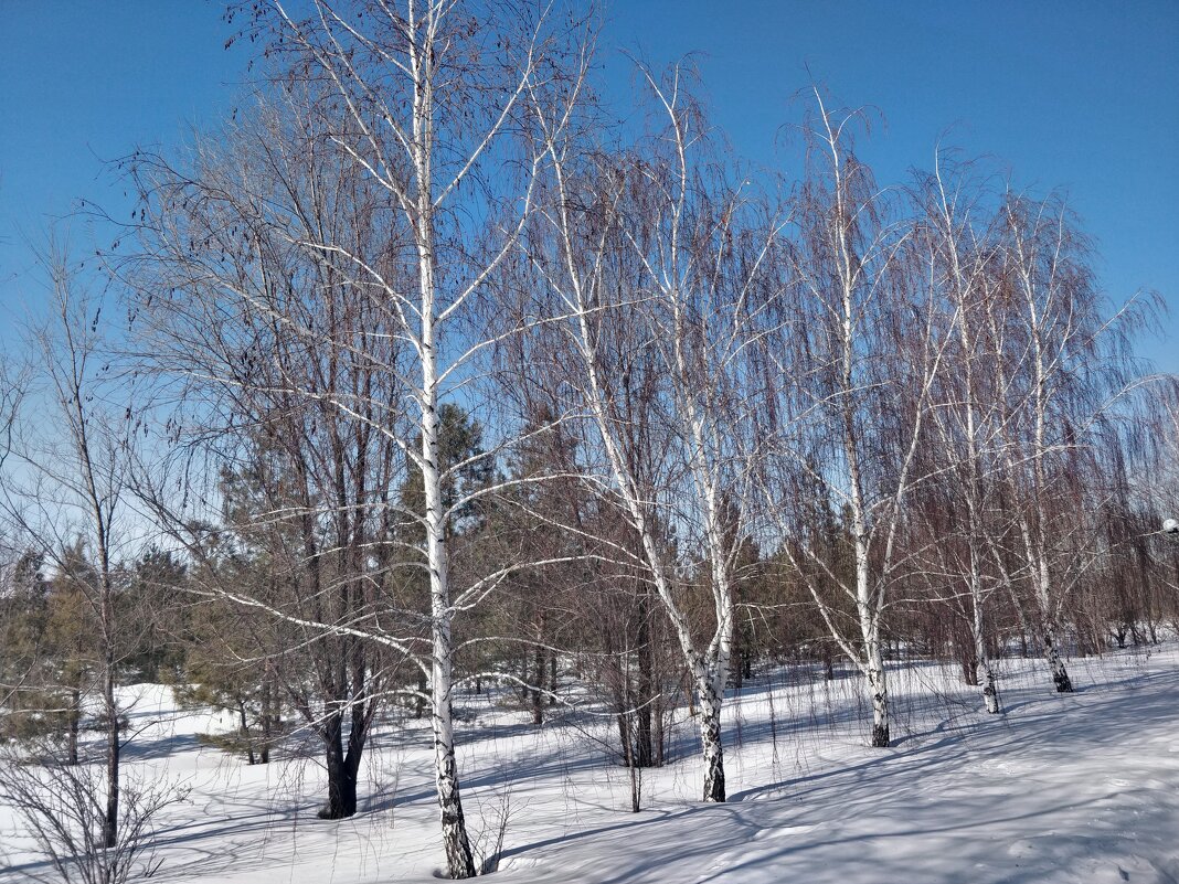 Березки - Андрей Хлопонин