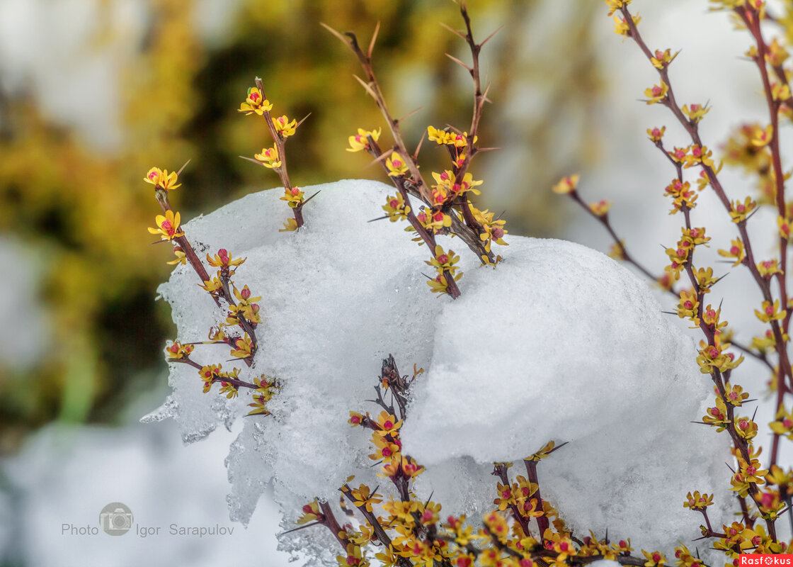 Весна в объятиях зимы - Игорь Сарапулов