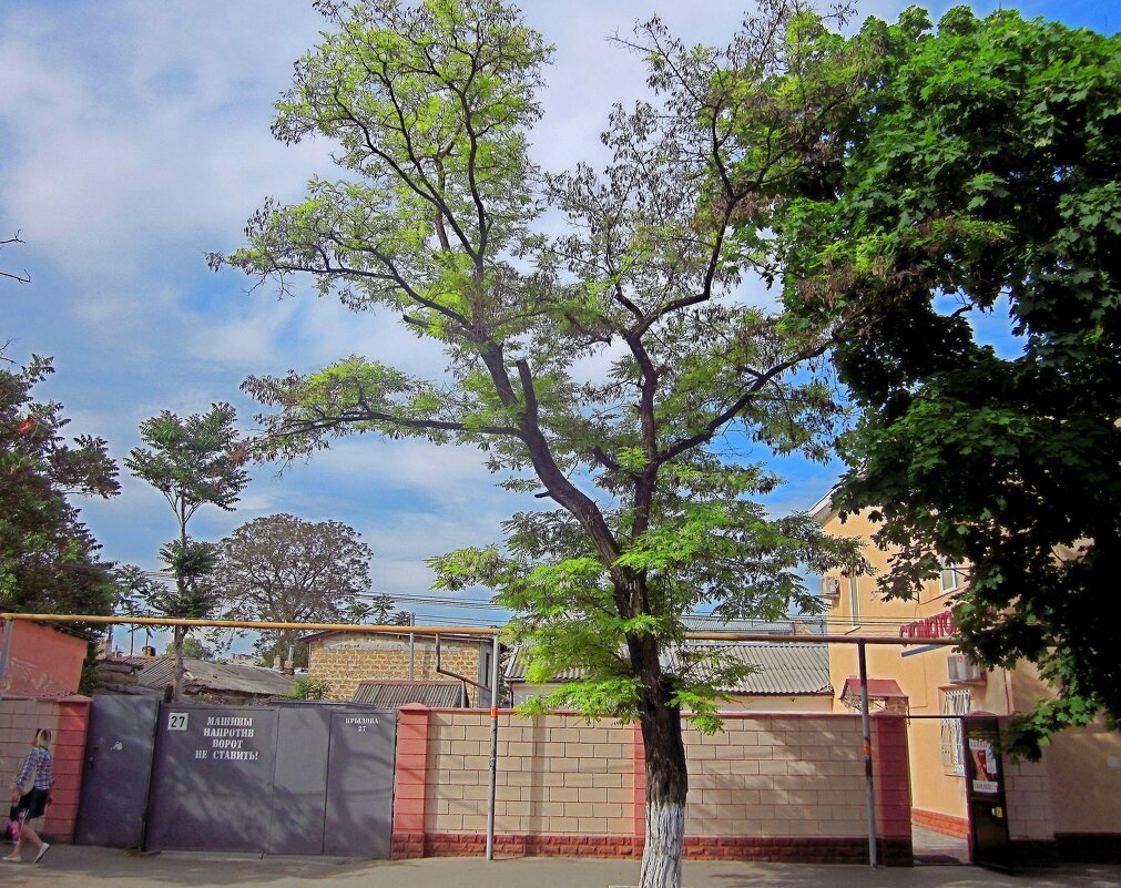 Весна в городе,2018 год - Валентин Семчишин Весна в городе,2018 год - Валентин Семчишин