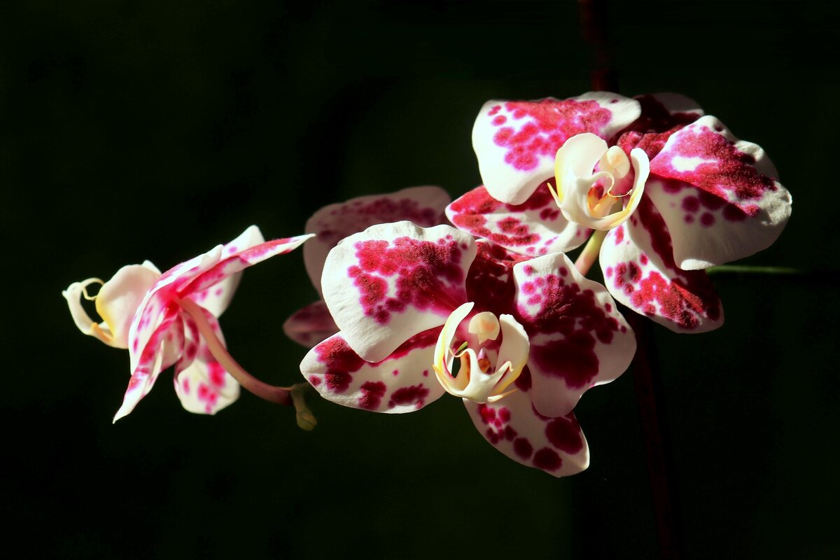 Доброе утро - Юрий. Шмаков