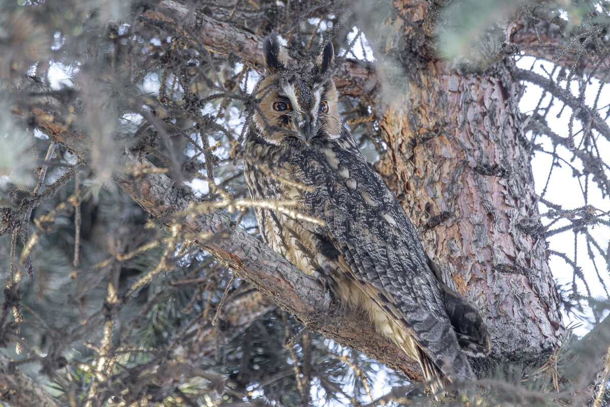 ушастая сова - юрий макаров