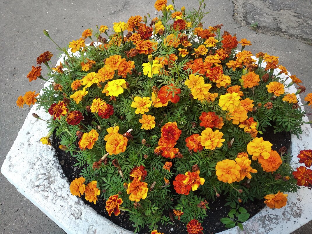 Летний интерьер - Елена Семигина