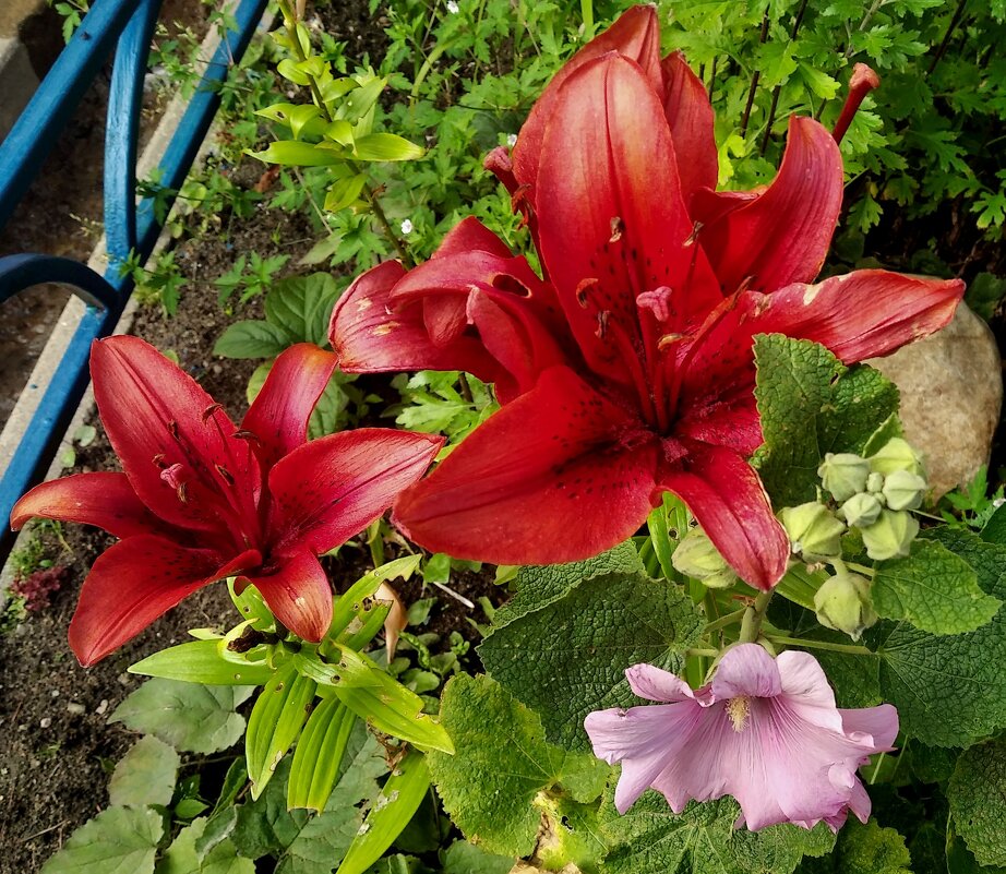 Ли.. - Елена Семигина Ли.. - Елена Семигина