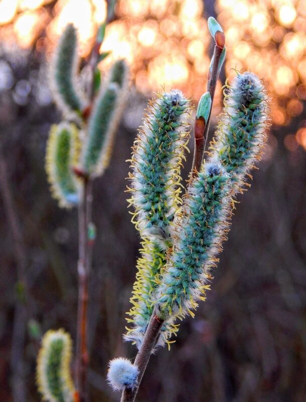 Нежные акварели Весны! - Елена Хайдукова ( Elena Fly ) Нежные акварели Весны! - Елена Хайдукова ( Elena Fly )