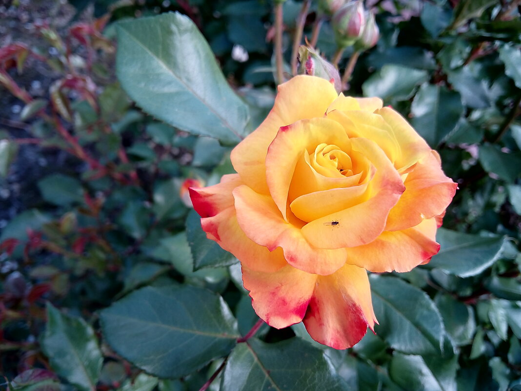 ,,, - Сергей Тимоновский ,,, - Сергей Тимоновский