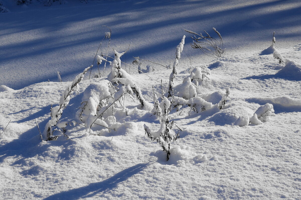 Февральский этюд - Рита Симонова Февральский этюд - Рита Симонова