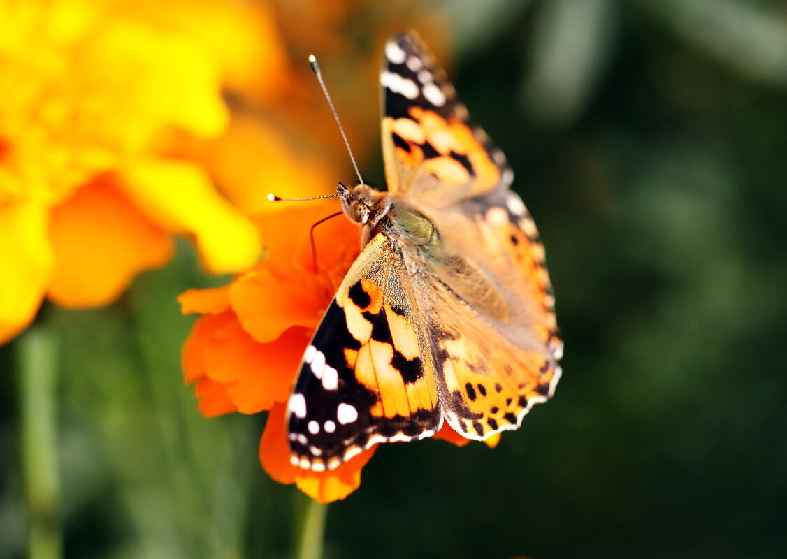 Из архива - ZNatasha -