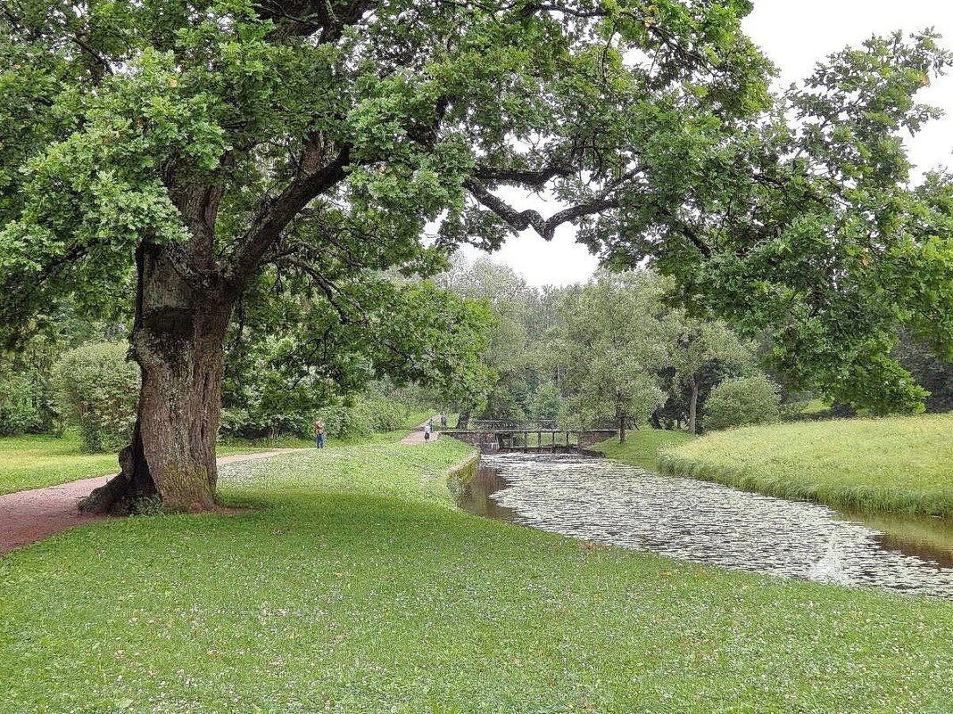 Старый дуб - ZNatasha - Старый дуб - ZNatasha -