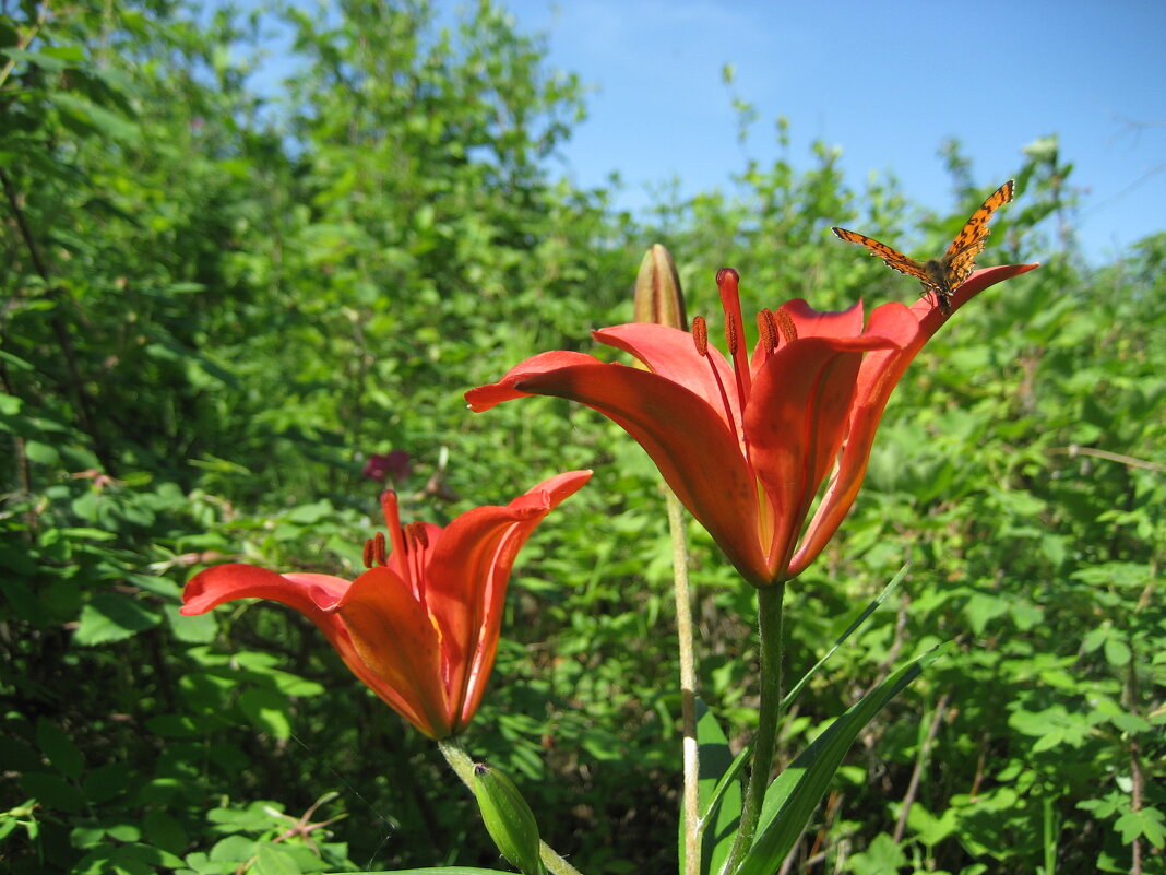 Лилия даурская - Anna Ivanova Лилия даурская - Anna Ivanova