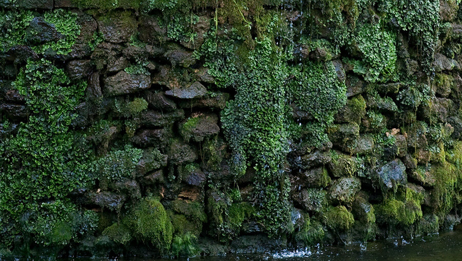 Стена фонтана в Петергофе - Ольга Бекетова