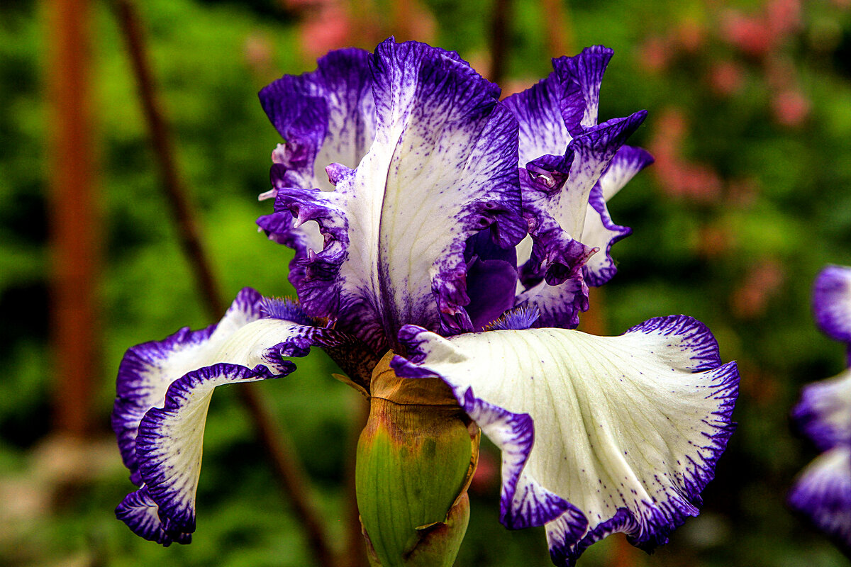 Ирисы. - Сергей Воротников Ирисы. - Сергей Воротников