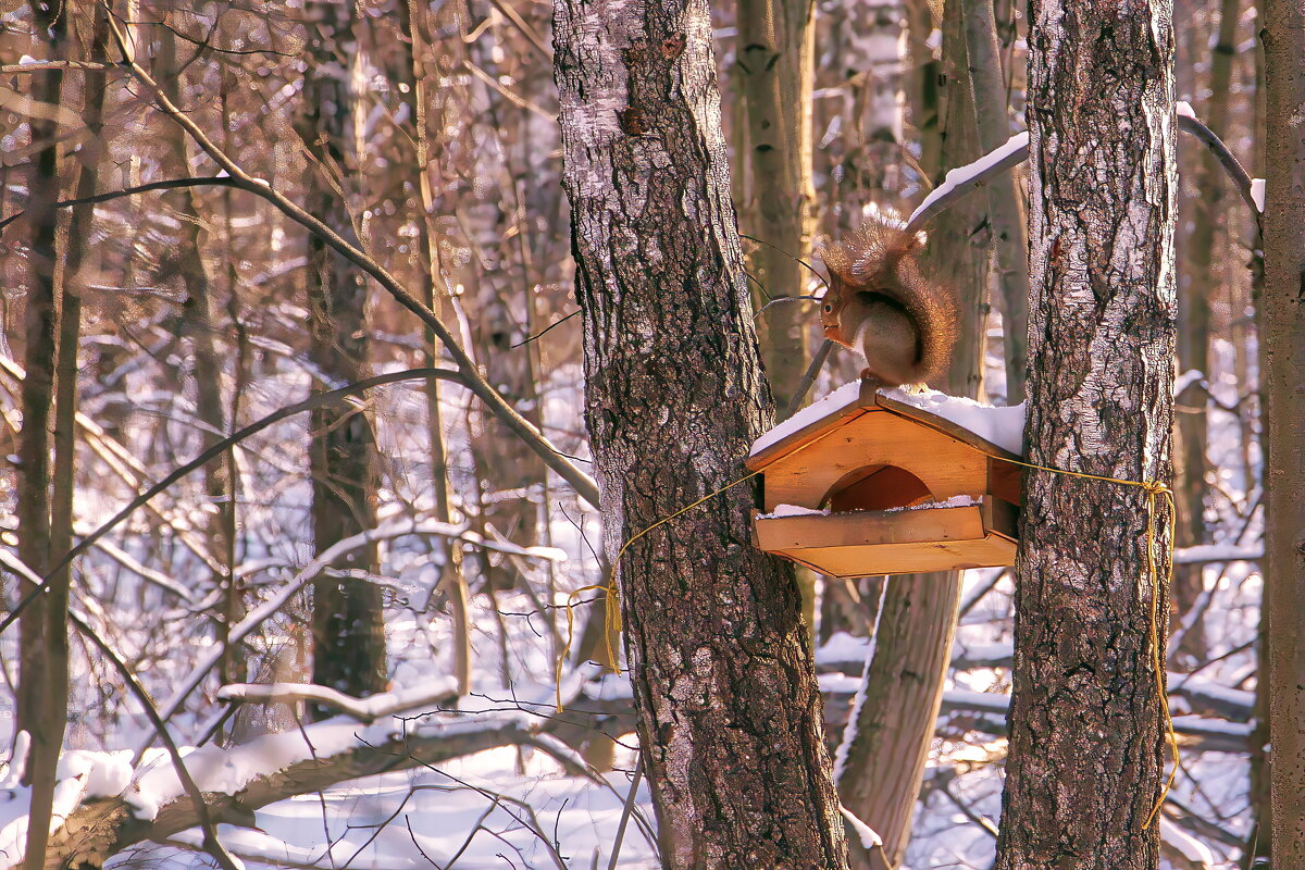 *** - Sergey Grim *** - Sergey Grim