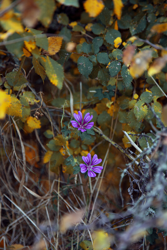 *** - Яна Горбунова