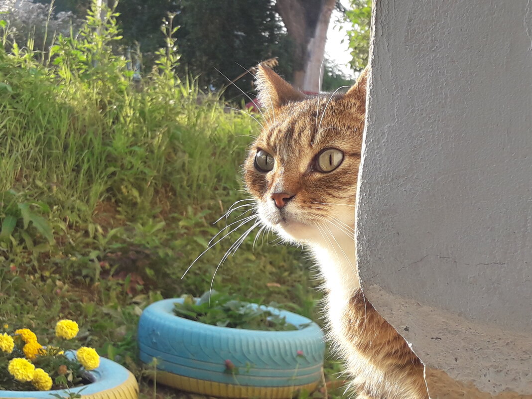 Кошка с улицы Калинина. - Иван Обожин