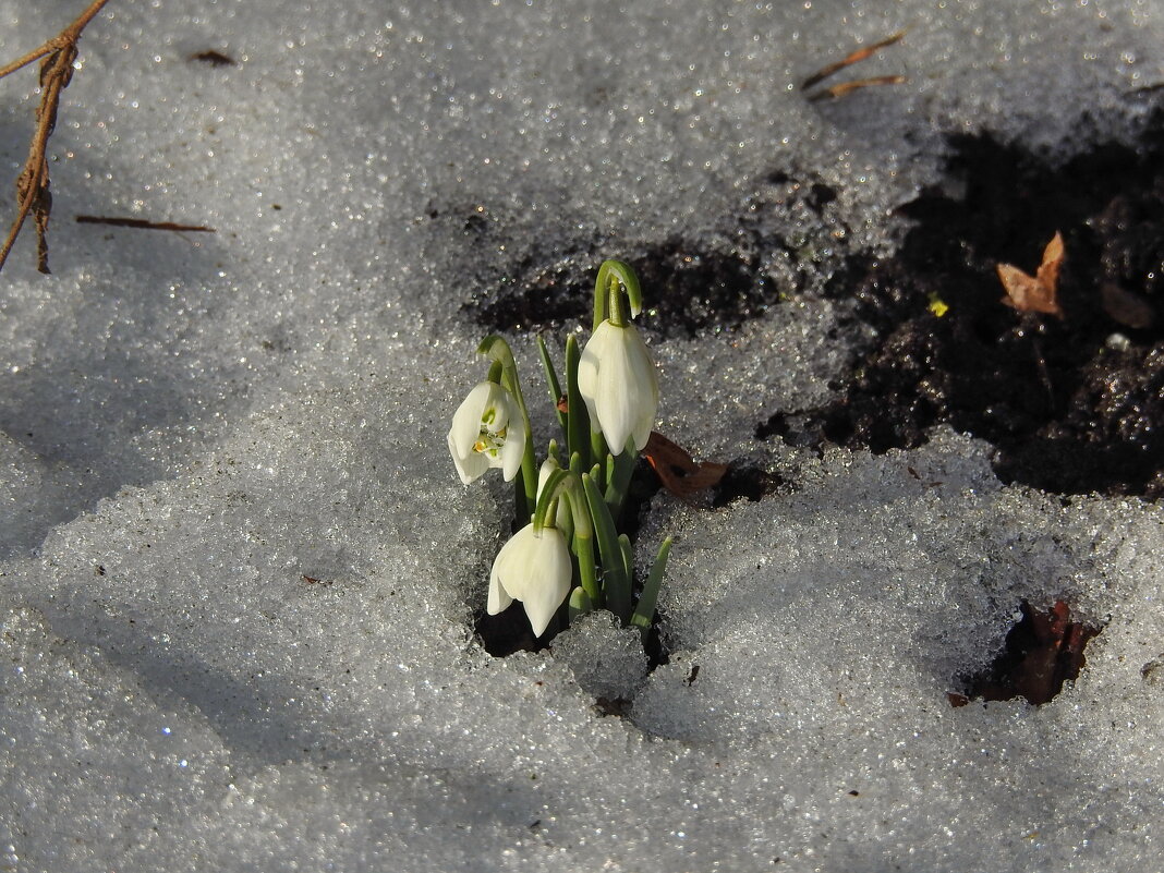 **** - ИННА ПОРОХОВА