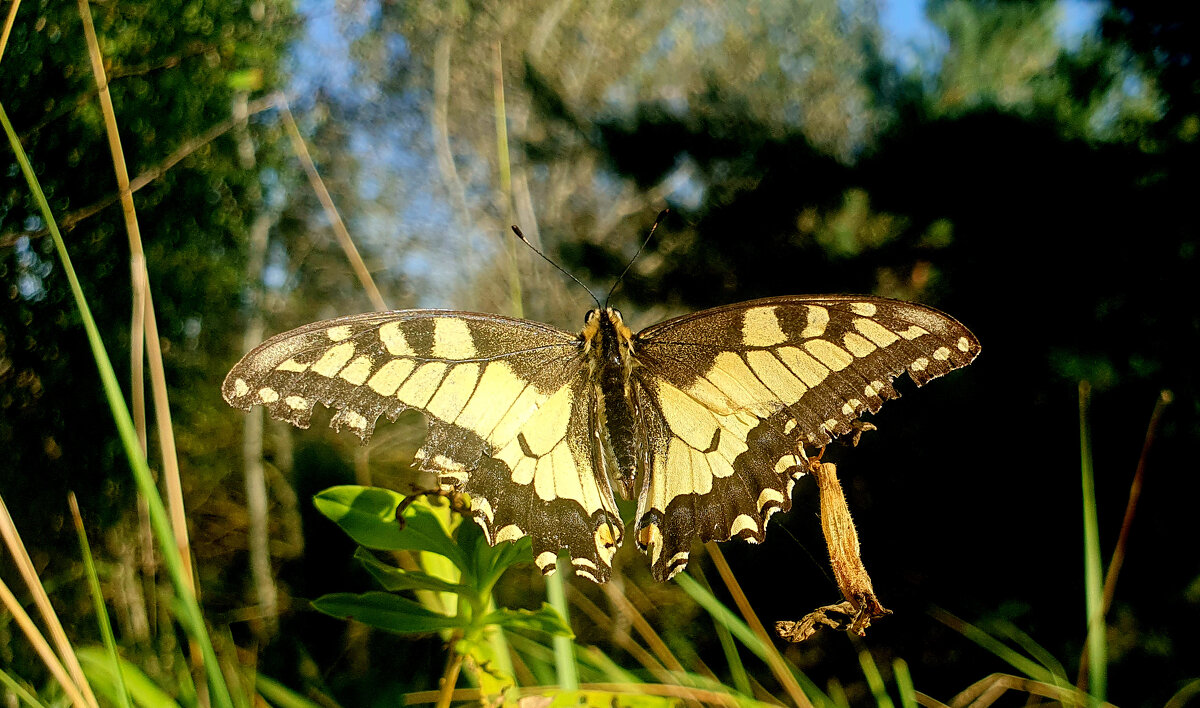 опять про бабочек 420 - Александр Прокудин