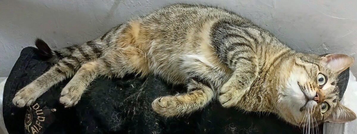 Коты и кошки. - Михаил Столяров