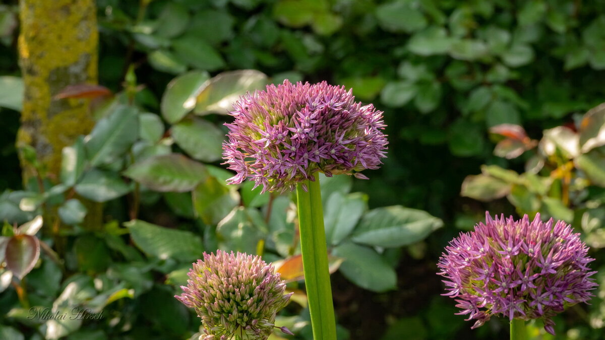 Цветение дикого лука... - Николай Гирш