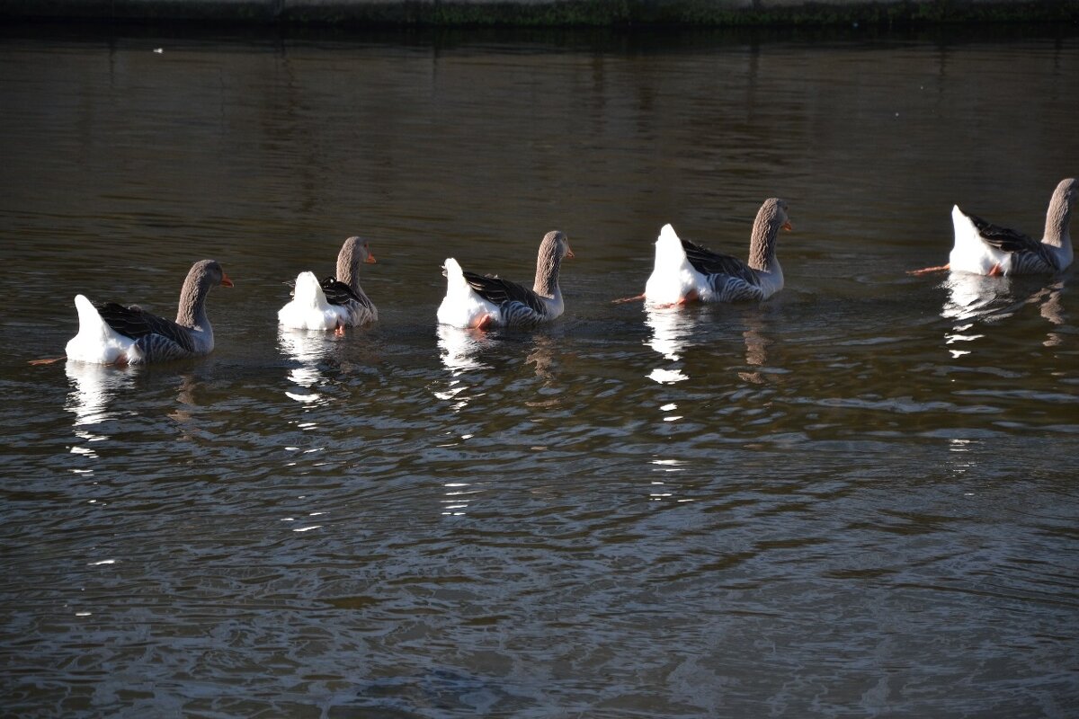 Синхронистки - Надежда 