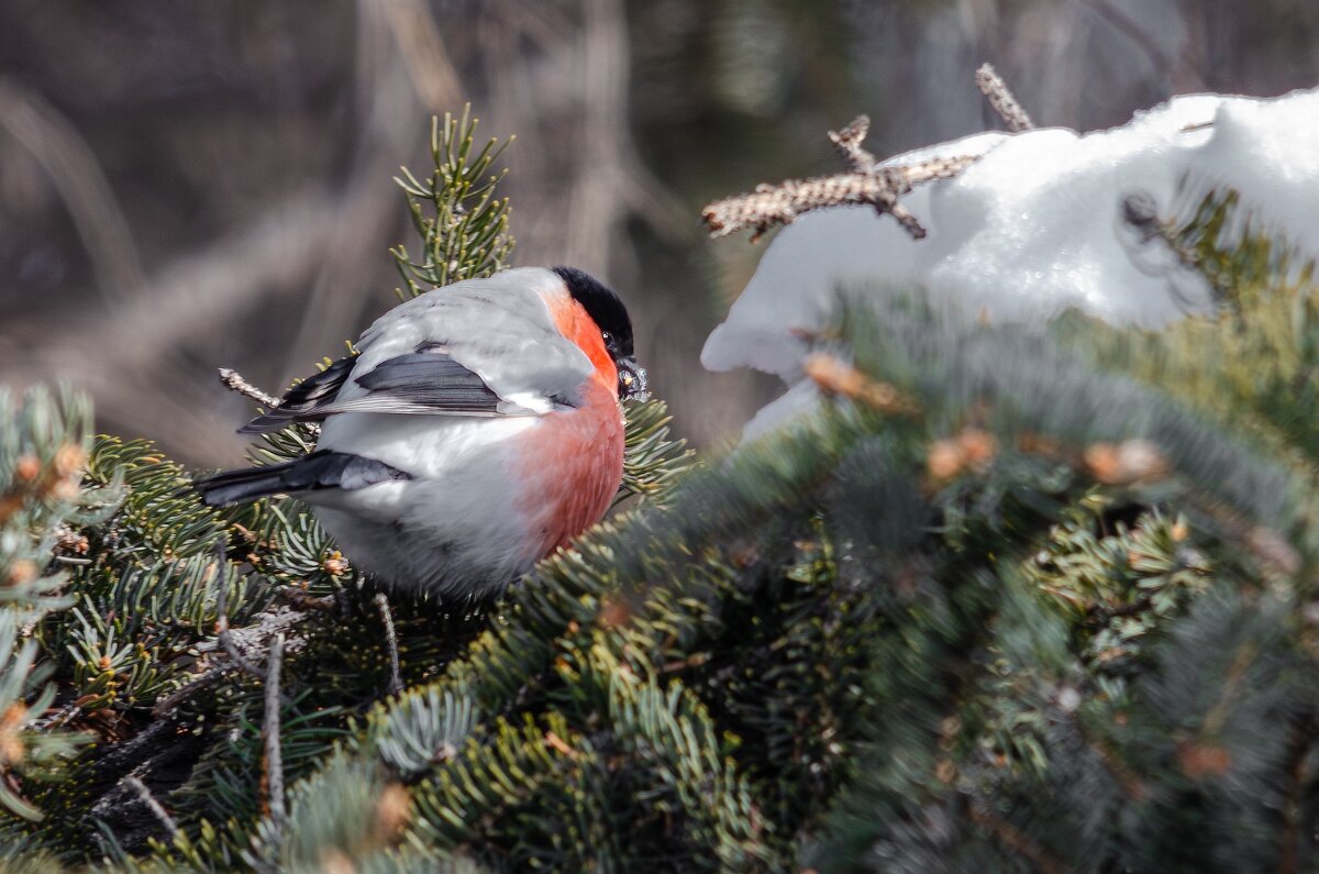 Снегирь. - Виктор Иванович Чернюк Снегирь. - Виктор Иванович Чернюк