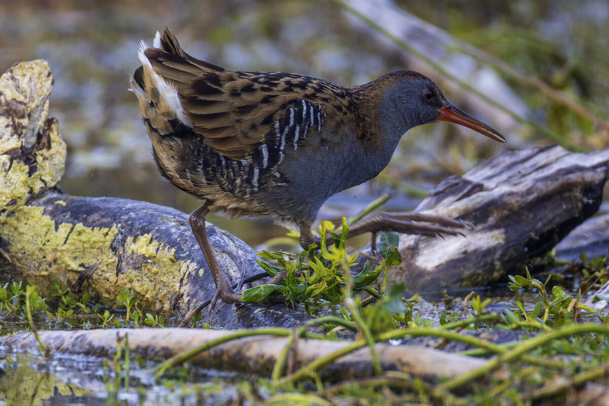 Водяной пастушок. - Alexander Amromin Водяной пастушок. - Alexander Amromin