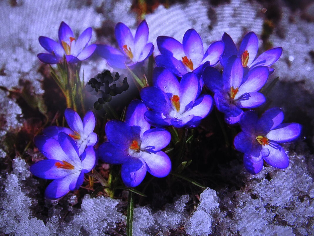 Красота - Людмила Смородинская Красота - Людмила Смородинская