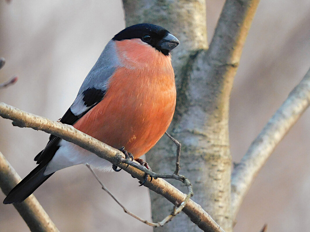 Снегирь - Лина Снегирь - Лина
