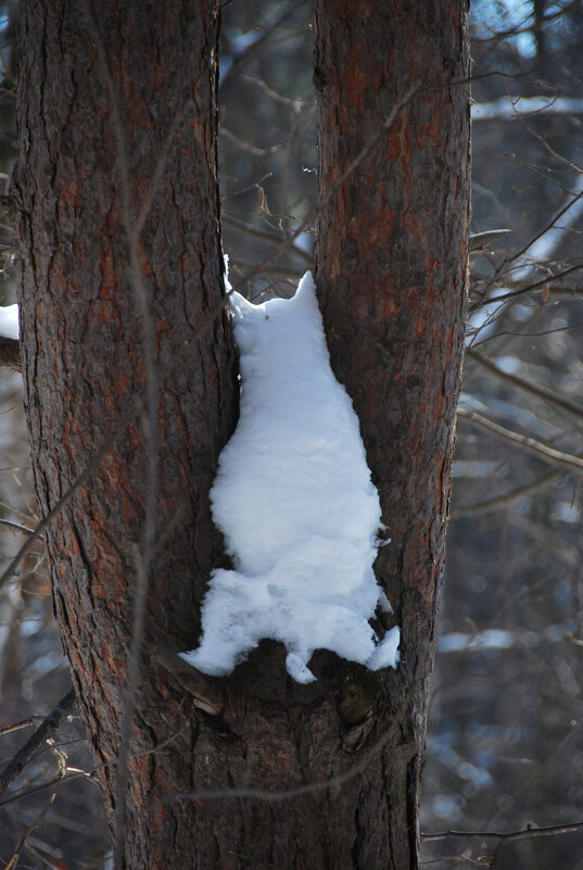 ЗАСТРЯЛ, ПУШИСТЫЙ? - Юрий Вовк