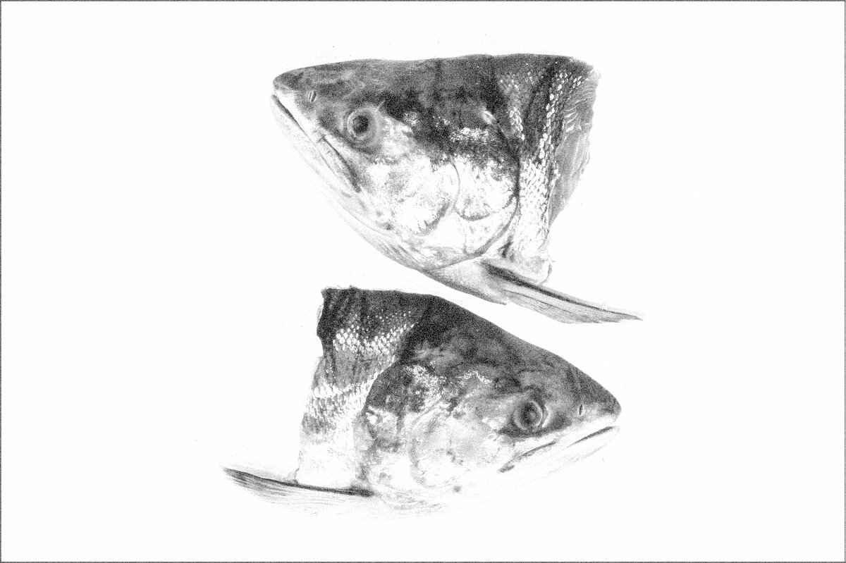 ФОТОЗАРИСОВКА ... - Владимир Железнов