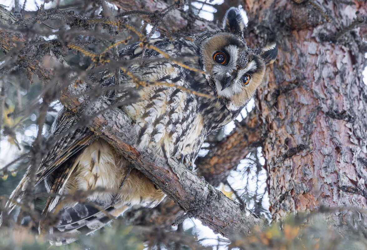 ушастая сова - юрий макаров