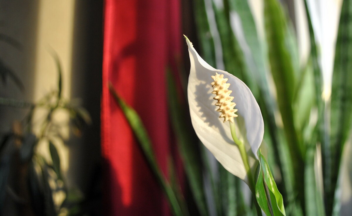"Мороз и солнце, день чудесный!" - AleksSPb Лесниченко "Мороз и солнце, день чудесный!" - AleksSPb Лесниченко