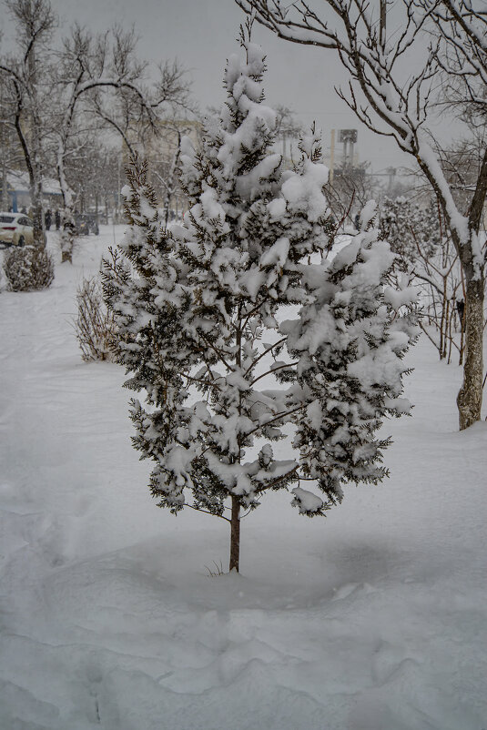 Зимняя шубка - Анатолий Чикчирный