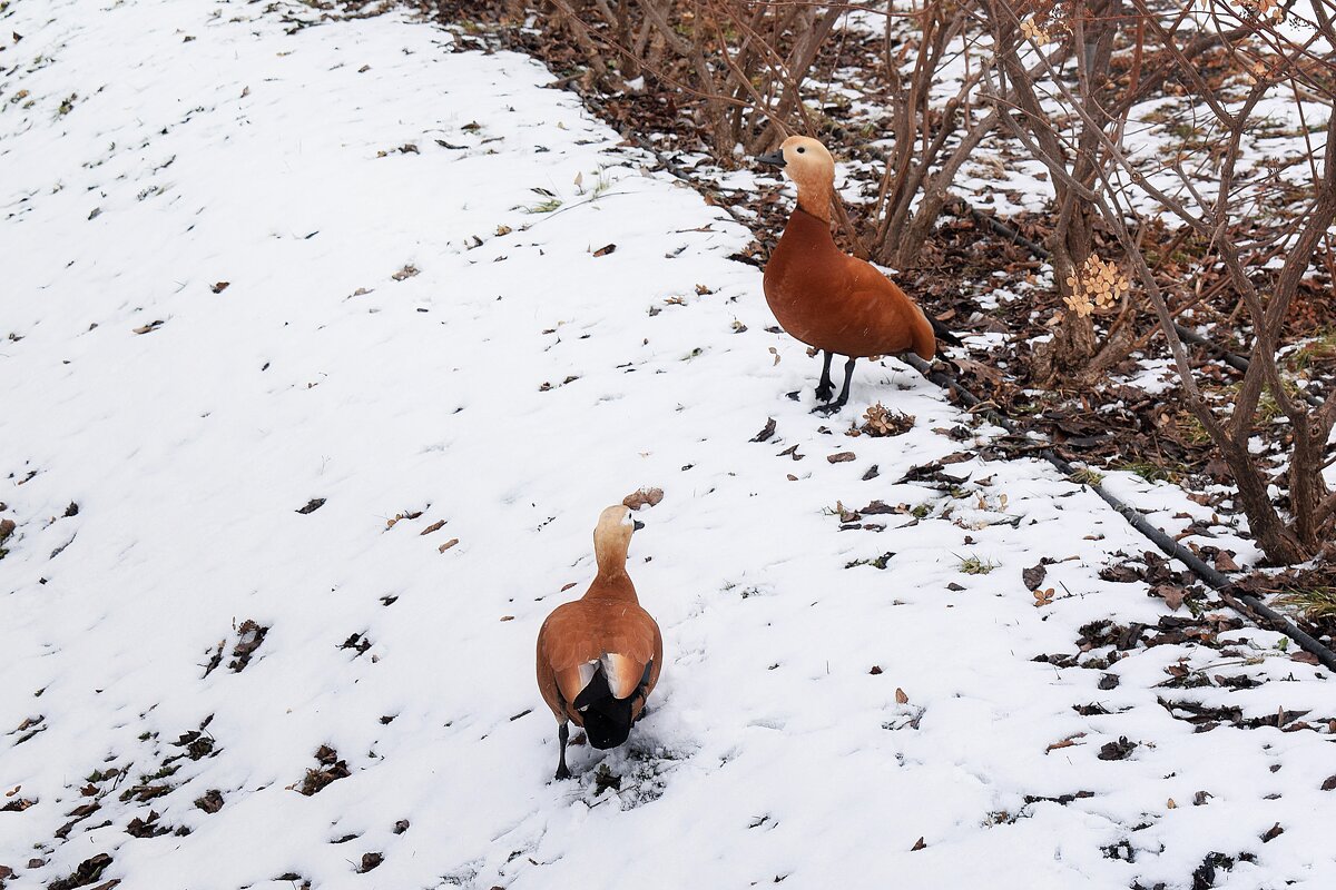 Огари разочарованы, плавать пока негде. - Татьяна Помогалова Огари разочарованы, плавать пока негде. - Татьяна Помогалова